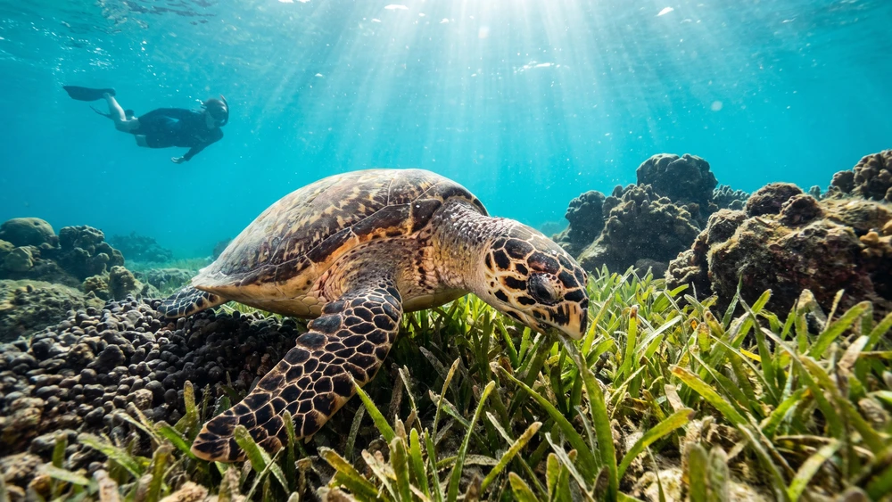 Hawksbill sea turtle grazing on seagrass near Tamarindo Beach with a snorkeler keeping a respectful distance