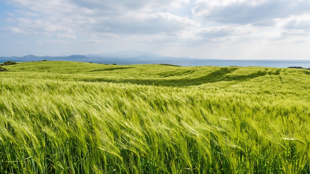 Green barley fields covering Gapado Island in spring with Hallasan mountain in the distance