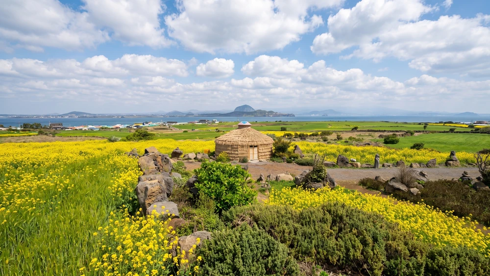 Traditional thatched hut surrounded by canola fields near Somang Observatory on Gapado Island