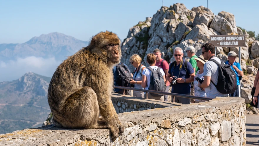 Wild Barbary macaque sitting on a stone wall at the summit of the Rock