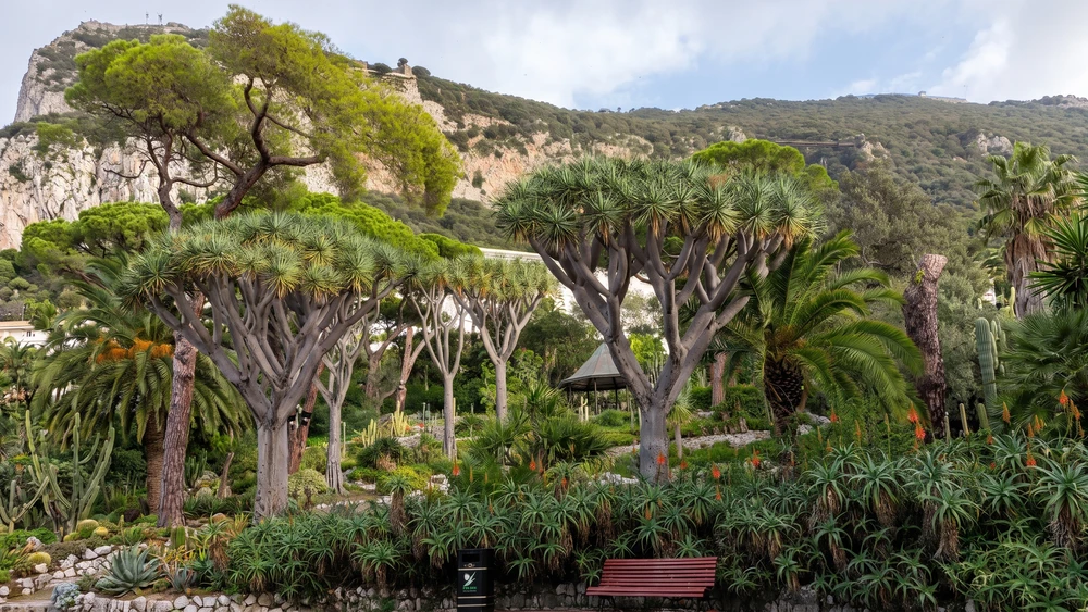 Dragon Trees and Stone Pines in the Gibraltar Botanic Gardens with the Rock rising behind