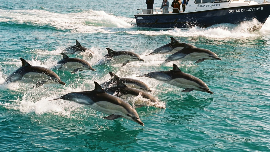 Dolphin Watching in Gibraltar: Boat Tours, Best Times, and Tickets