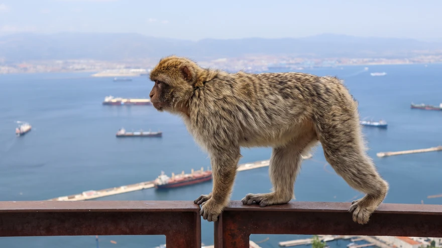 Barbary macaque monkey sitting on a railing overlooking the sea at Gibraltar