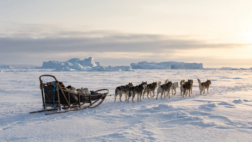 Dog sled team crossing frozen sea ice near a remote Greenlandic settlement
