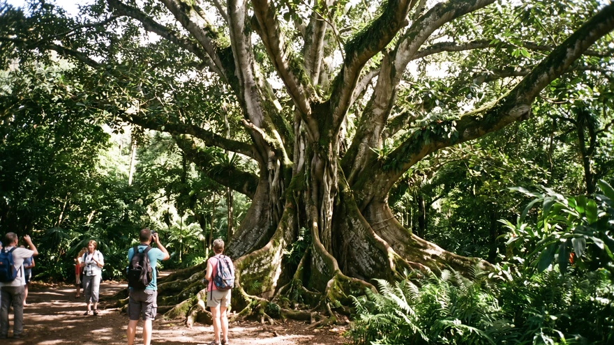 Things to Do in Kingstown: Botanical Gardens, Fort Charlotte & Market Day