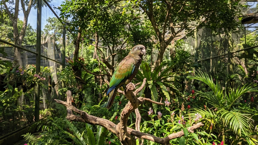 Colorful endemic parrot perched inside a garden aviary at the St. Vincent Botanical Gardens