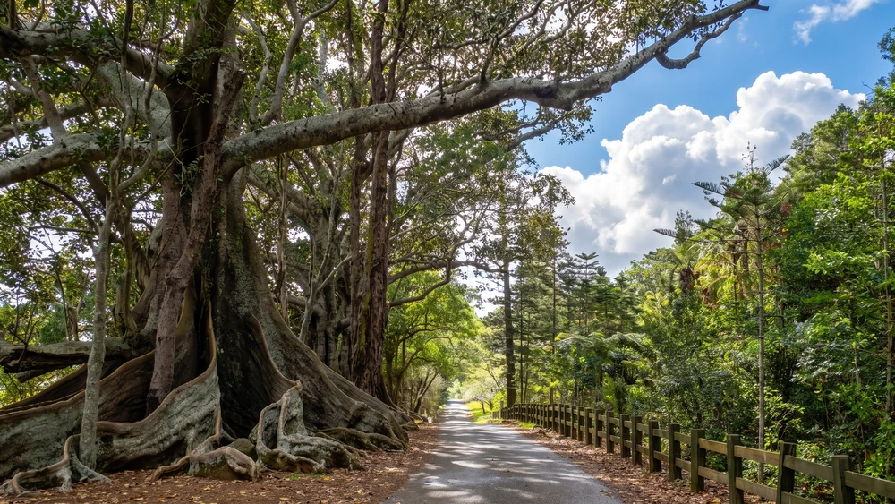 Moreton Bay fig trees lining the road into Hundred Acres Reserve on Norfolk Island