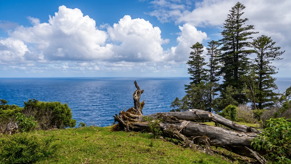 Norfolk pines standing at the edge of a coastal cliff overlooking the ocean
