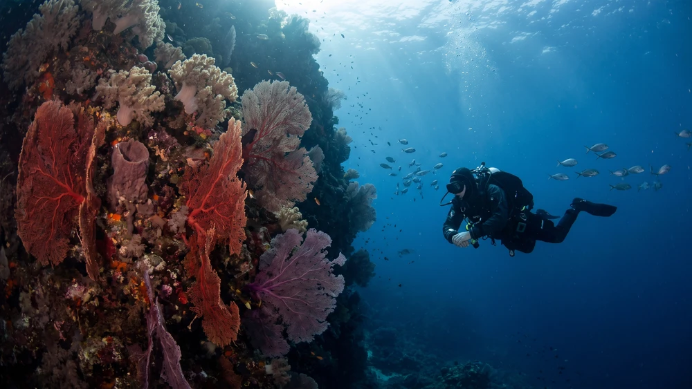 Scuba diver exploring a coral-covered outer reef wall