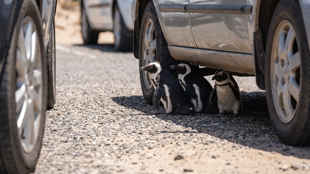 African penguins sheltering in the shade beneath a parked car at Stony Point Nature Reserve