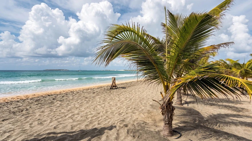 Palm trees lining the white sand of Praia das Dunas near the hotel strip on Praia de Chaves, Boa Vista