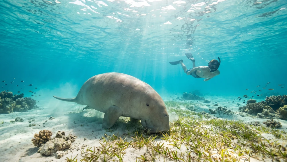 Dugong grazing in a shallow seagrass lagoon