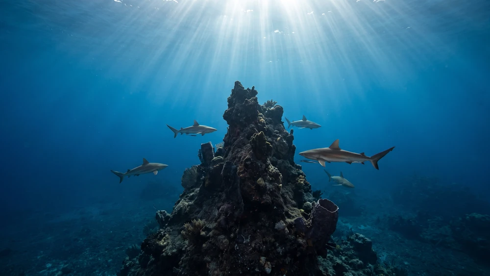 Diver at Eye of the Needle, a volcanic pinnacle dive site in Saba