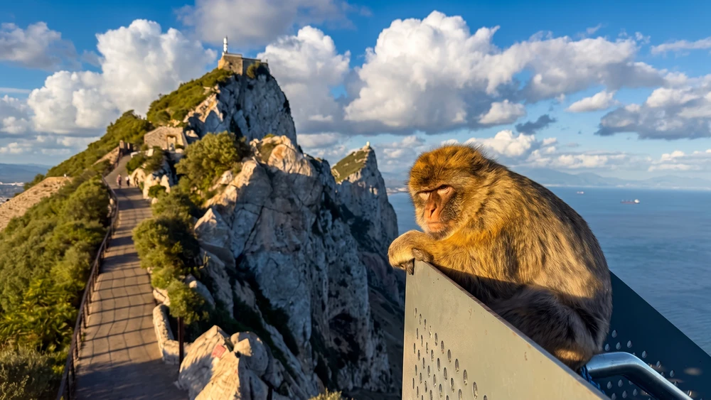 A Barbary macaque perched on the railing at the Skywalk Gibraltar platform