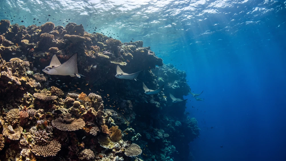 South Caicos: Diving, Salt History, and Untouched Reefs