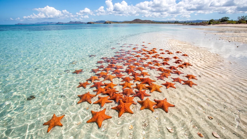 Starfish Alley sandbar in South Caicos covered in orange cushion starfish