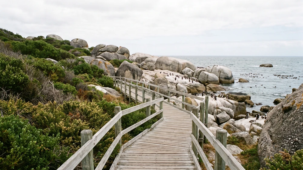 African penguin colony and boardwalk at Stony Point Nature Reserve in Betty's Bay