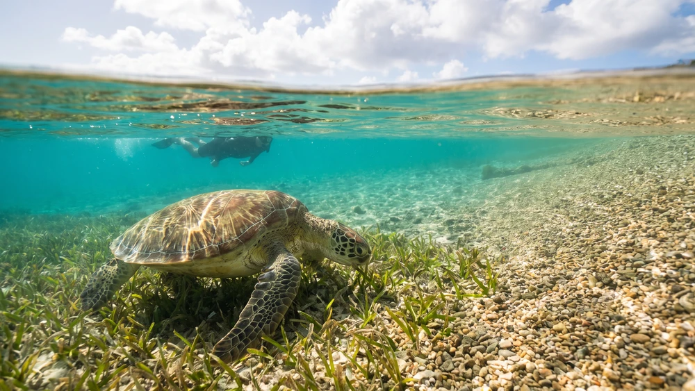 Best Snorkeling Spots in Culebra: Sea Turtles, Reefs & Gear